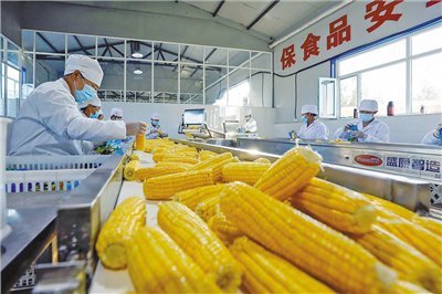 鮮食玉米鏈出“黃金產業” 保健食品生產的新藍海
