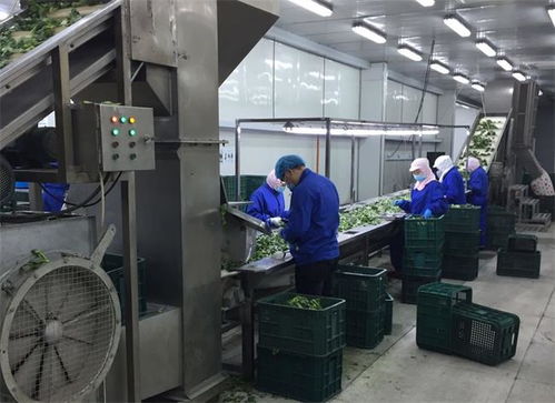 復工進行時 公司下屬食品加工廠全面恢復生產(chǎn)